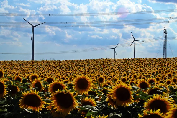 Field of sunflowers and electric wind turbines on a nice blue sky with clouds at sunset. Sunflower field in southern Romania, Haidar near Tulcea.