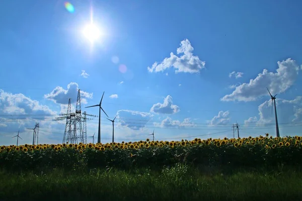 Field of sunflowers and electric wind turbines on a nice blue sky with clouds at sunset. Sunflower field in southern Romania, Haidar near Tulcea.