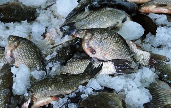 Carpes Prussiennes Fraîches Carpes Argentées Prussiennes Carpes Gibel Carassius Gibelio — Photo