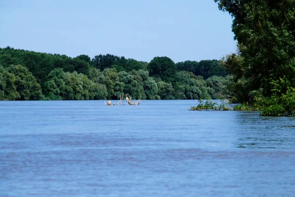 ツリーは そのデルタでドナウ川によって洗い流された ルーマニアのTulcea近くのボートから見た川の岸の水と植生の木 — ストック写真