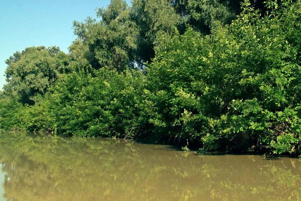 Литковский Канал Дельте Дуная Румыния Канал Соединяющий Георгиевскую Ветвь Внутренними — стоковое фото