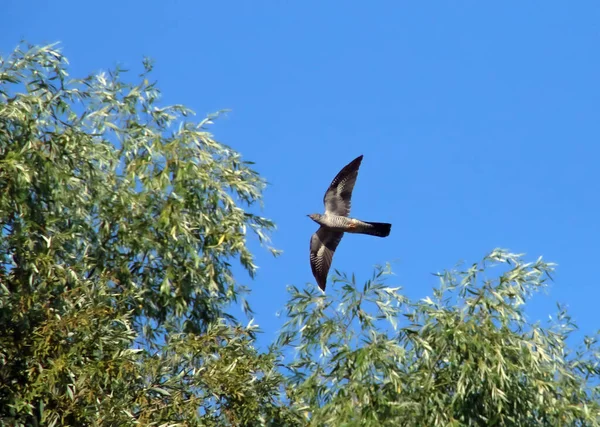 Common Cuckoo Cuculus Canorus Danube Delta Common Cuckoo Flying Trees — Stock Photo, Image
