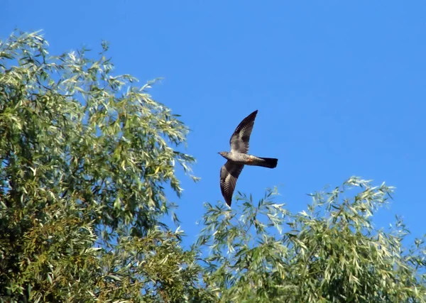 Coucou Commun Cuculus Canorus Dans Delta Danube Coucou Commun Volant — Photo