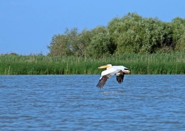Romanya 'daki Tuna deltasının suları üzerinde uçan Pelikan. Geniş kanatları olan güzel bir beyaz pelikana (Pelecanus onocrotalus) yakın çekim.