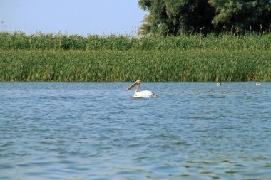 Romanya 'daki Tuna deltasının sularında yüzen Pelikan. Suda yüzen güzel büyük beyaz bir pelikanın (Pelecanus onocrotalus) yakın çekimi.