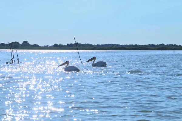 Пеликаны Плавают Водах Дельты Дуная Румынии Сильное Летнее Солнце Отражалось — стоковое фото