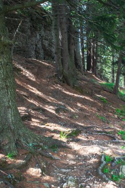 Firavun Ormanı. Ağaçların arasında ağaç kökleri ve kayalarla kaplı bir yürüyüş yolu. Kökleri kökleri köknar ormanında olan ağaçlar.