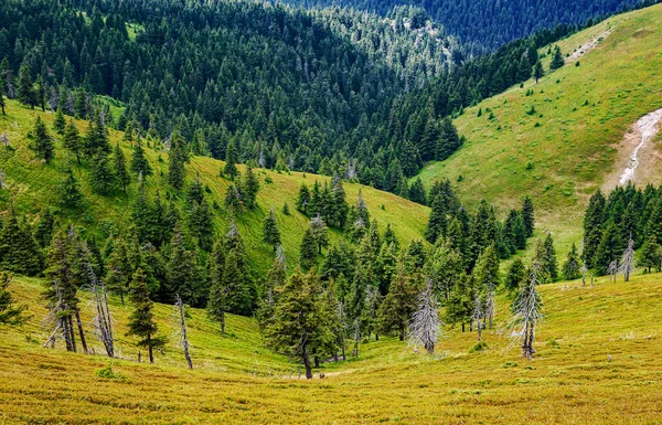 Pictures of the red mountain. Carpathians. Romania.  A beautiful landscape on the red mountain with  firs,  forest and dead trees.