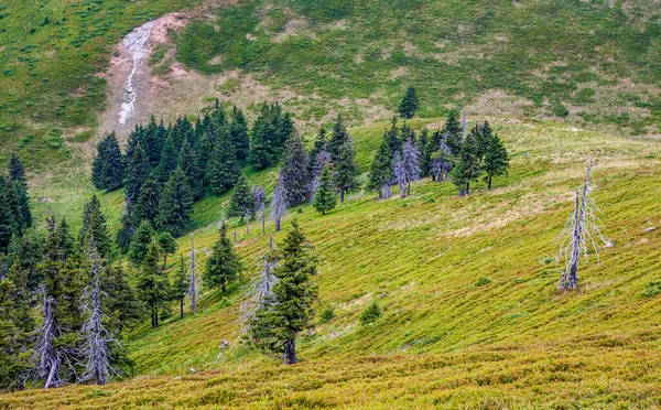 Pictures of the red mountain. Carpathians. Romania. A beautiful landscape on the red mountain with  firs and dead trees.