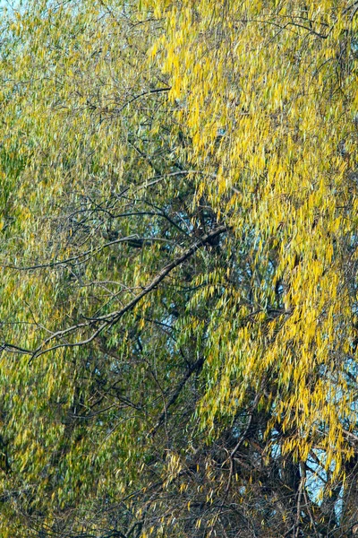 가을에는 버드나무의 경관의 배경이다 거울에 — 스톡 사진
