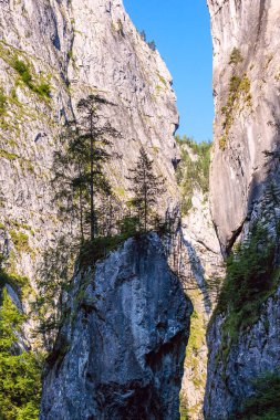 Bicaz Kanyonu 'nun Dağları Tepesi. Dağ sırtında küçük bir orman.