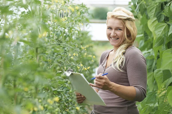 Retrato Trabalhador Agrícola Feminino Verificando Plantas Tomate Estufa — Fotografia de Stock