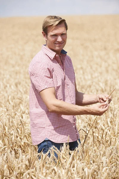 Ritratto Agricoltore Nel Campo Grano Ispezione Raccolto — Foto Stock