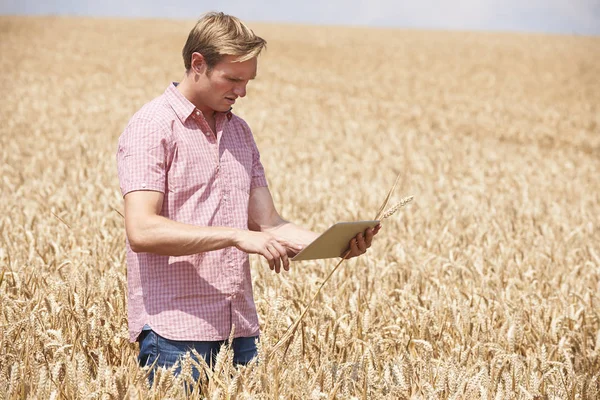 Farmer Digital Tablet Examining Wheat Crop Field — Stock Photo, Image