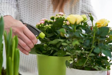 Sprey ile Sarı Gül Houseplant Sulama Kadın Close Up