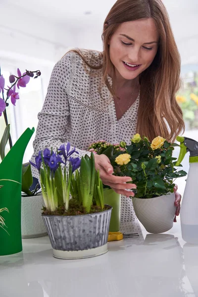 Mujer joven cuidando de las plantas domésticas en interiores —  Fotos de Stock