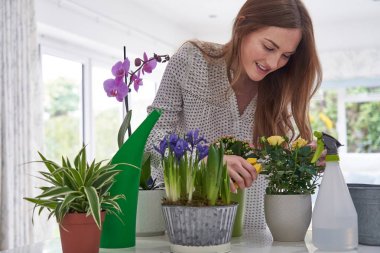 Genç kadın budama gül houseplant Ile secateurs at ev      