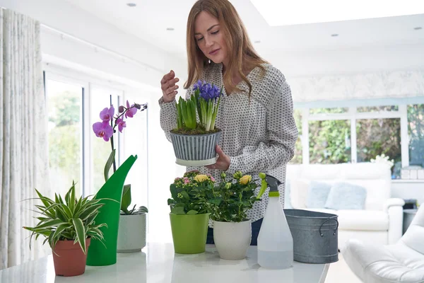 Mujer cuidando de las plantas del hogar oliendo flores —  Fotos de Stock