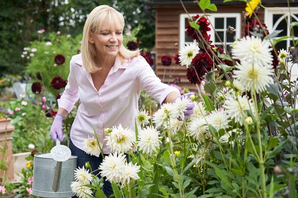 Mulher madura regando flores Dahlia no jardim em casa — Fotografia de Stock