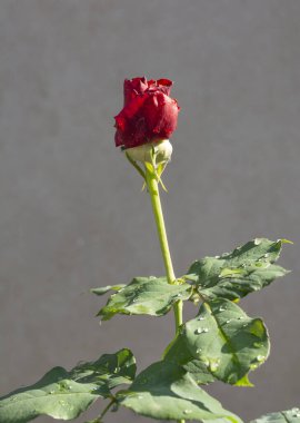 Gül adı verilen güzel ve basit bir çiçek. Doğanın güzelliği.