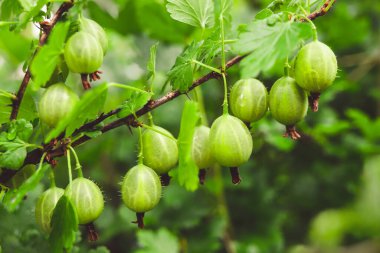 Bahçe dalında Bektaşi üzümü.