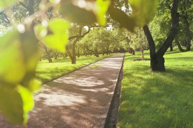 Kamu parkındaki yürüyüş yolu kıvrımında ışık parlaması.