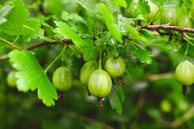 Bahçe dalında Bektaşi üzümü.