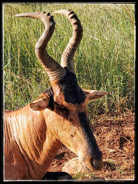 Red Hartebeest Deitado — Fotografia de Stock