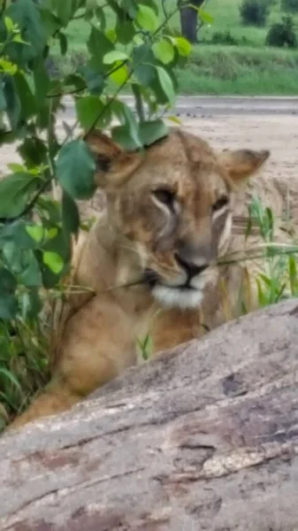 Lion Femelle Tanzanie — Photo