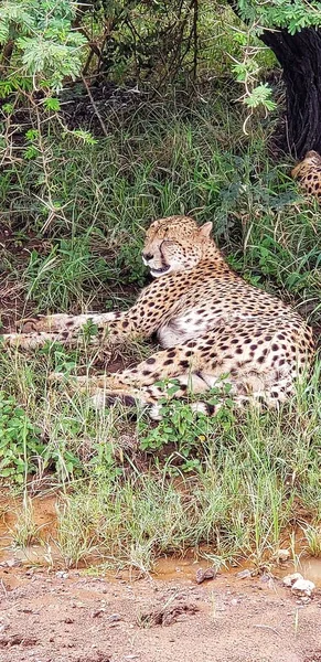 Volwassen Cheeta Ontspannen Zuid Afrika — Stockfoto