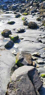 Deniz alçalınca yosun kaplı kayalar.