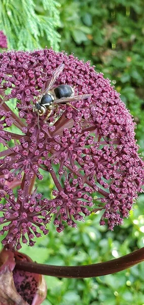 Łysy Szerszeń Kwiatku Angelica — Zdjęcie stockowe