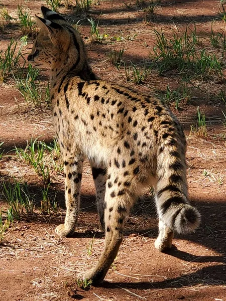 Serval Alert Zimbabwe — Stock Photo, Image