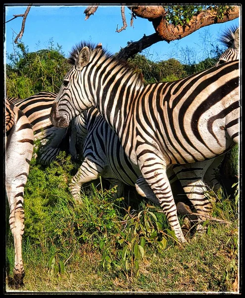 Ein Hauch Von Zebras — Stockfoto