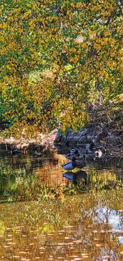 Göldeki ördeklerin yansımaları.