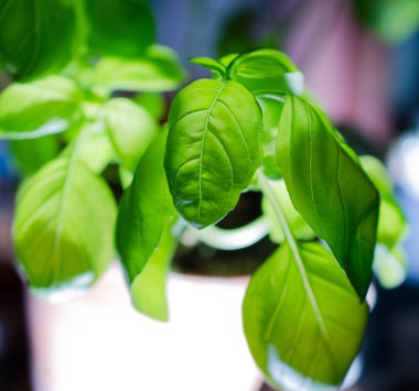 Eve bir fesleğen ekiliyor..