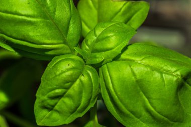 Eve bir fesleğen diktim.