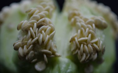 İçeriden mikroskopi başörtüsü tohumları