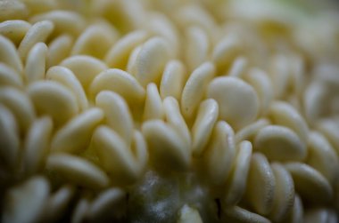 Mikro çekimden Capsicum tohumu