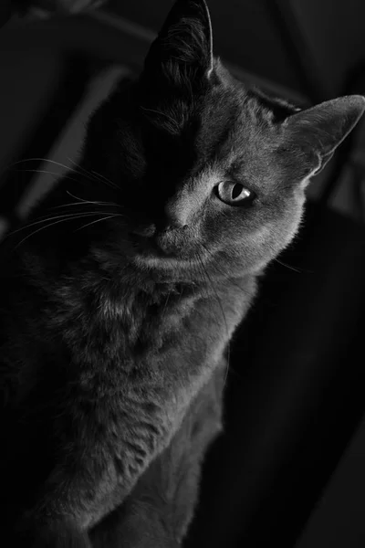 Schwarz Weiße Katze Starrt — Stockfoto