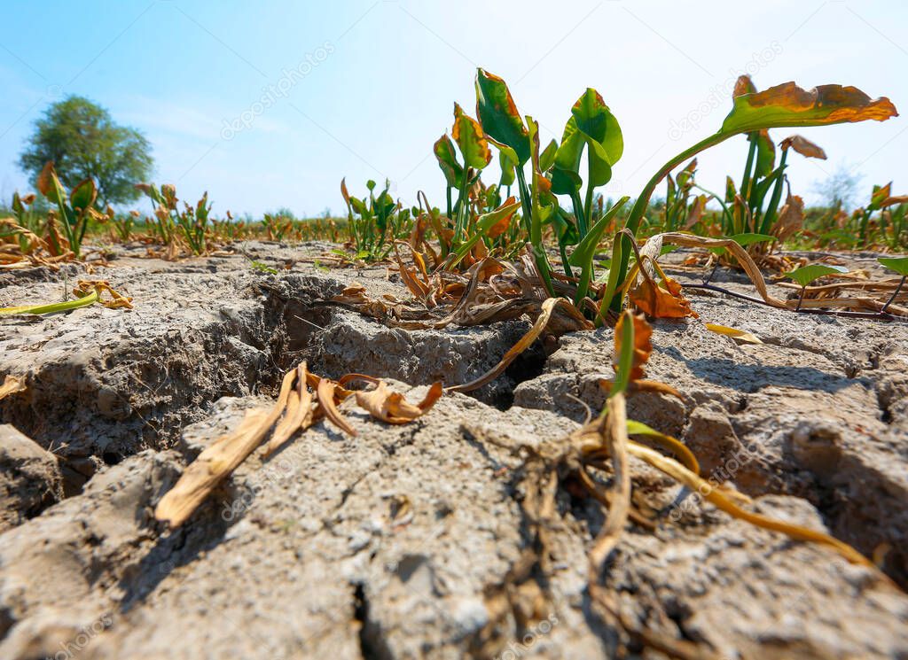 A picture of a cracked soil and dying weeds