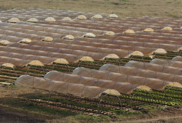 Plastic roof for growing organic vegetables