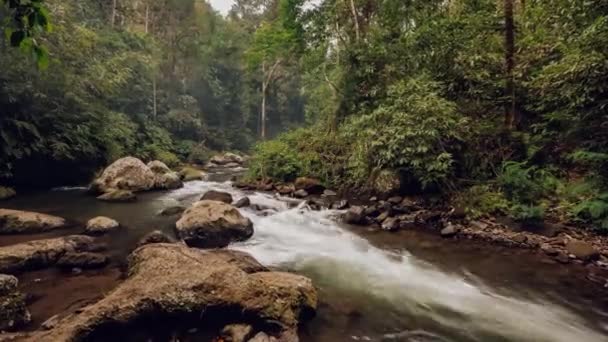 Říční džungle tropický les. Ubud Bali. Indonésie. Časová prodleva 4k — Stock video