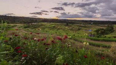 Bali 'deki Jatiluwih pirinç tarlaları. Endonezya 'da. Bulutlar Zaman Hızı 4k hızında hareket ediyor