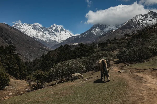 Everest ana kampı yürüyüş yapıyor. Nepal 'deki yüksek dağlar. yüksek rakımlı manzara