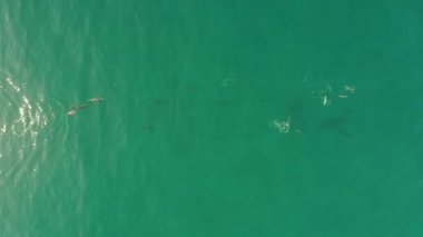 Büyük bir yunus grubu vahşi doğada yüzer ve zıplar. Drone videosu
