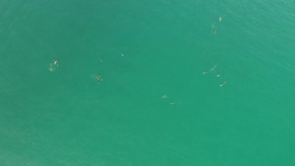 Большая группа дельфинов плавает и прыгает в дикую природу. видео беспилотника — стоковое видео