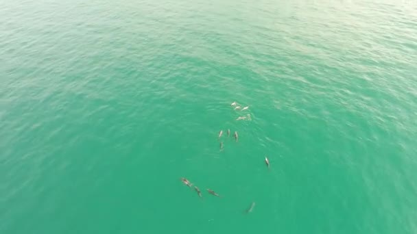 Un gran grupo de delfines nadan y saltan en la naturaleza. vídeo del dron — Vídeos de Stock