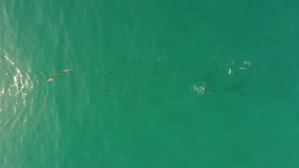 Большая группа дельфинов плавает и прыгает в дикую природу. видео беспилотника — стоковое видео