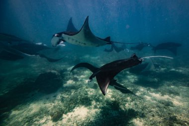Manta ışını noktası. Nusa Penida Flores tropik cennet. Labuan Bajo. Su altında
